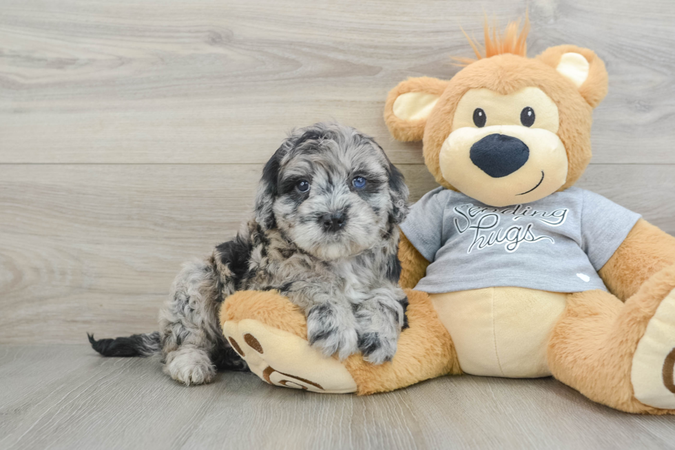 Petite Mini Portidoodle Poodle Mix Pup