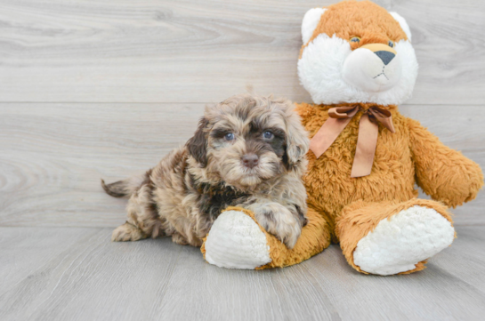 Best Mini Portidoodle Baby