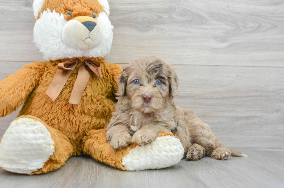 5 week old Mini Portidoodle Puppy For Sale - Simply Southern Pups
