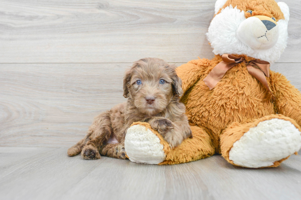 5 week old Mini Portidoodle Puppy For Sale - Simply Southern Pups