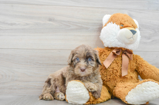 Friendly Mini Portidoodle Baby