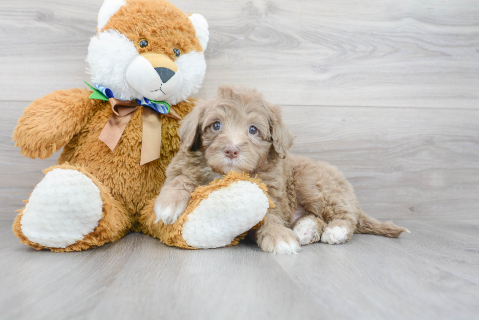 Cute Portuguese Water Dog Poodle Mix Puppy