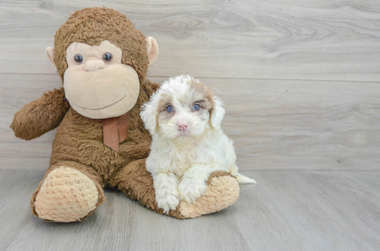 Cute Mini Portidoodle Baby