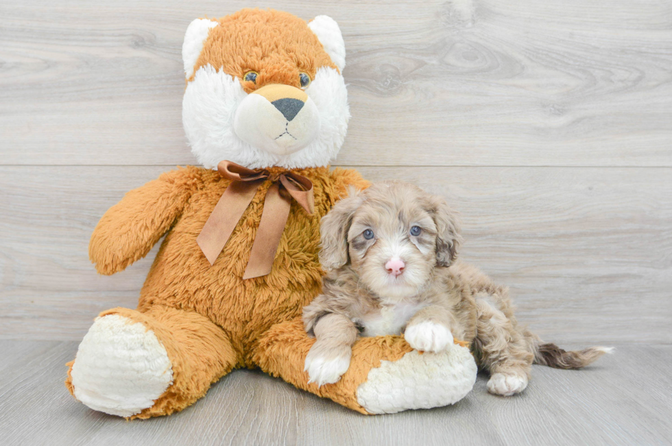 6 week old Mini Portidoodle Puppy For Sale - Simply Southern Pups