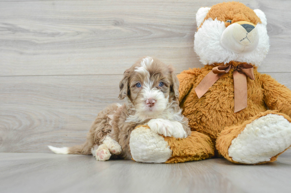 6 week old Mini Portidoodle Puppy For Sale - Simply Southern Pups