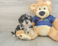 5 week old Mini Schnoodle Puppy For Sale - Simply Southern Pups