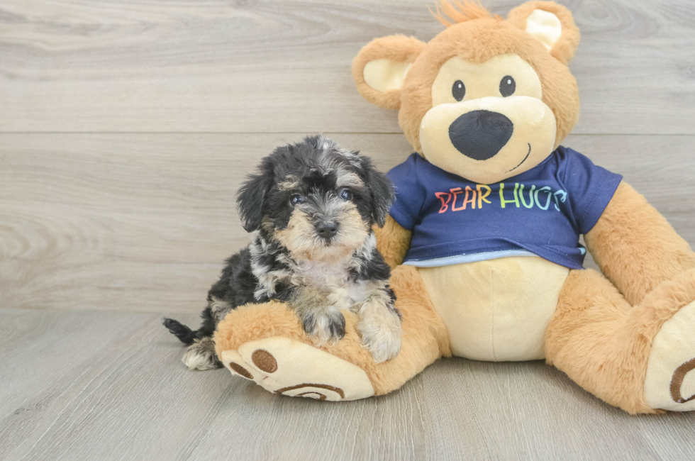 5 week old Mini Schnoodle Puppy For Sale - Simply Southern Pups
