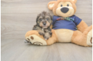 Best Mini Schnoodle Baby