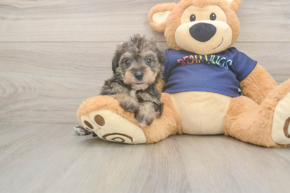 Best Mini Schnoodle Baby
