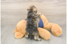 Cute Mini Schnoodle Poodle Mix Puppy