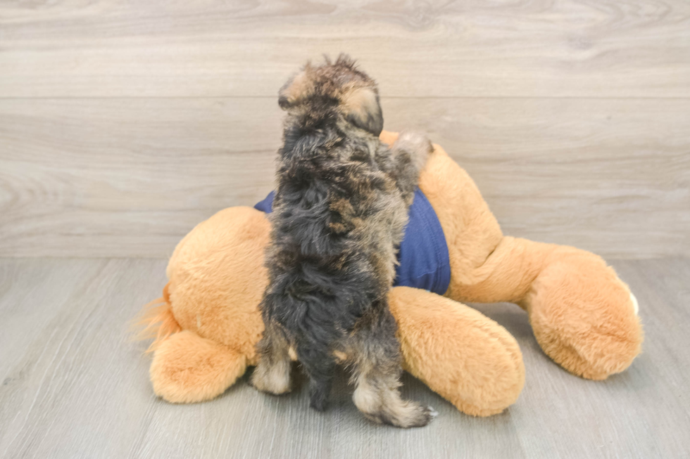Cute Mini Schnoodle Poodle Mix Puppy