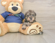 5 week old Mini Schnoodle Puppy For Sale - Simply Southern Pups