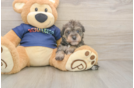 Cute Mini Schnoodle Poodle Mix Puppy