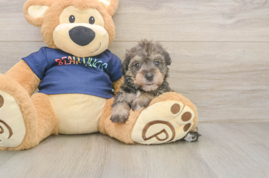 Cute Mini Schnoodle Poodle Mix Puppy
