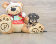 5 week old Mini Schnoodle Puppy For Sale - Simply Southern Pups