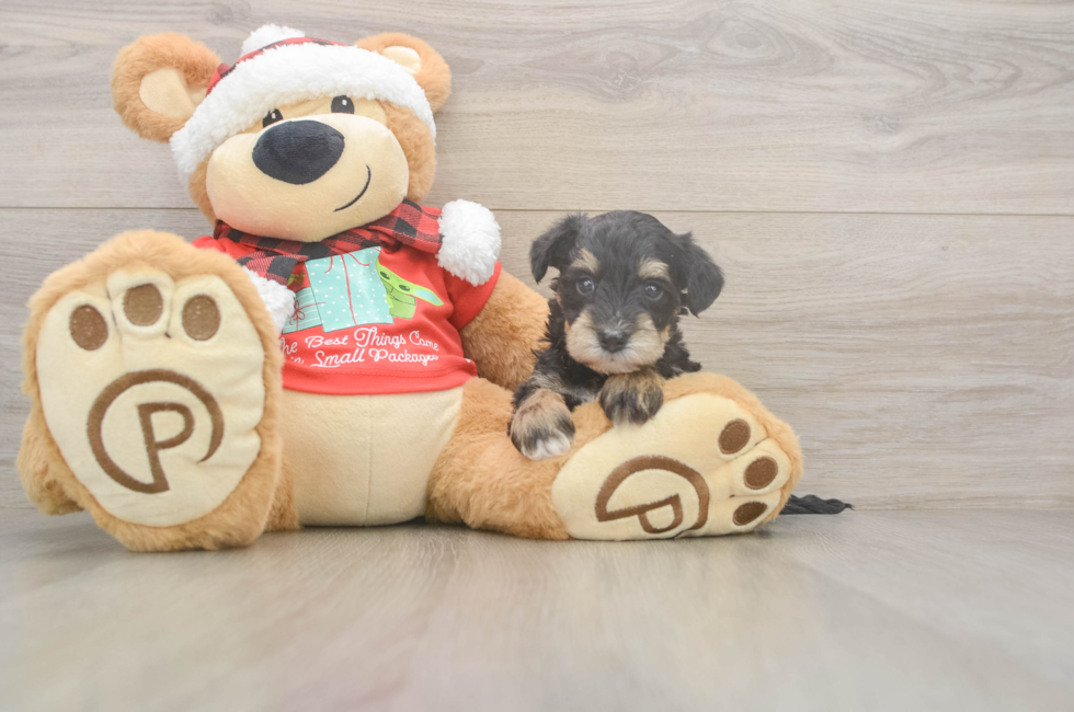 5 week old Mini Schnoodle Puppy For Sale - Simply Southern Pups