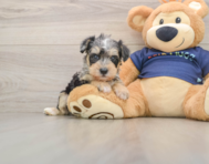 5 week old Mini Schnoodle Puppy For Sale - Simply Southern Pups