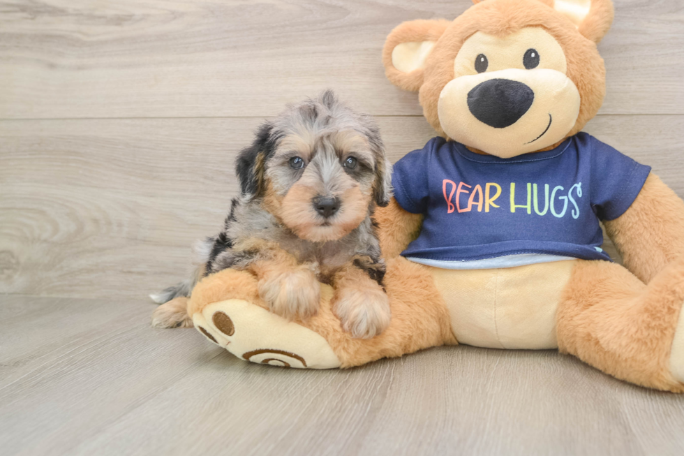 Best Mini Schnoodle Baby