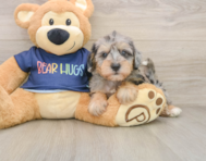 6 week old Mini Schnoodle Puppy For Sale - Simply Southern Pups