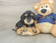 5 week old Mini Schnoodle Puppy For Sale - Simply Southern Pups