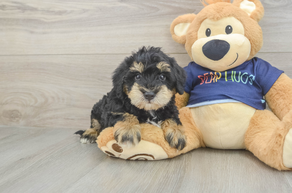 5 week old Mini Schnoodle Puppy For Sale - Simply Southern Pups