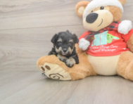 5 week old Mini Schnoodle Puppy For Sale - Simply Southern Pups