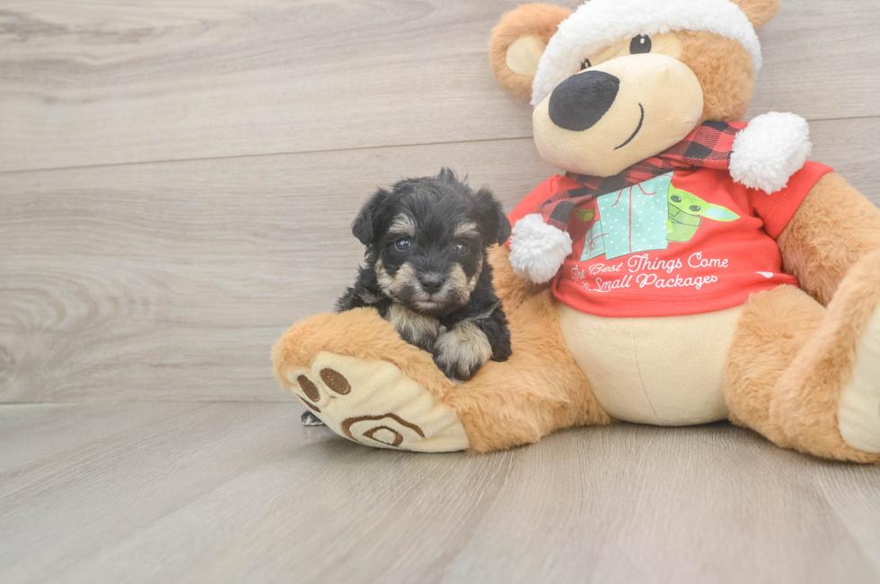 5 week old Mini Schnoodle Puppy For Sale - Simply Southern Pups