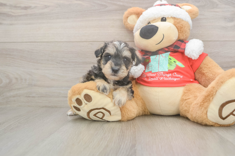 5 week old Mini Schnoodle Puppy For Sale - Simply Southern Pups