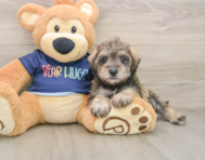 6 week old Mini Schnoodle Puppy For Sale - Simply Southern Pups