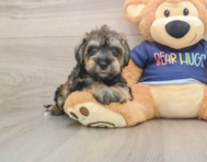 6 week old Mini Schnoodle Puppy For Sale - Simply Southern Pups