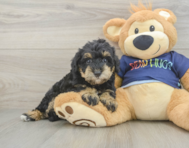 5 week old Mini Schnoodle Puppy For Sale - Simply Southern Pups