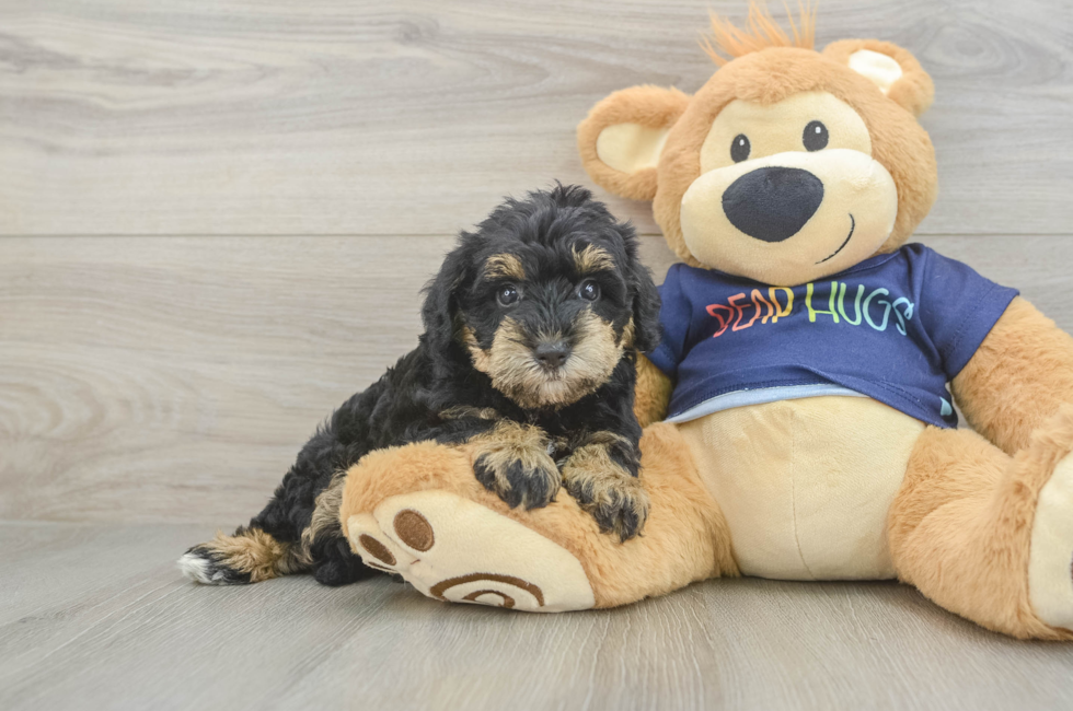 5 week old Mini Schnoodle Puppy For Sale - Simply Southern Pups