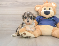 5 week old Mini Schnoodle Puppy For Sale - Simply Southern Pups