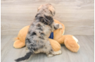 Mini Schnoodle Pup Being Cute