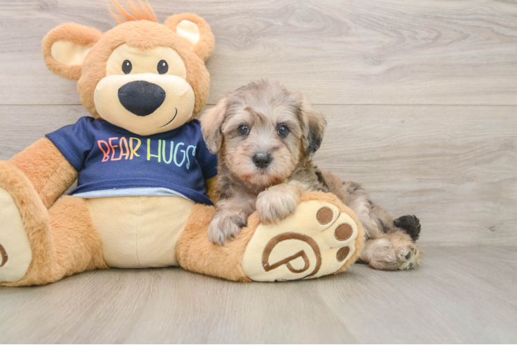 Best Mini Schnoodle Baby