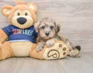 6 week old Mini Schnoodle Puppy For Sale - Simply Southern Pups