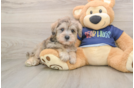 Cute Schnauzer Doodle Poodle Mix Puppy