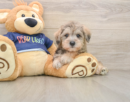 6 week old Mini Schnoodle Puppy For Sale - Simply Southern Pups