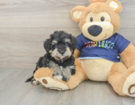 5 week old Mini Schnoodle Puppy For Sale - Simply Southern Pups