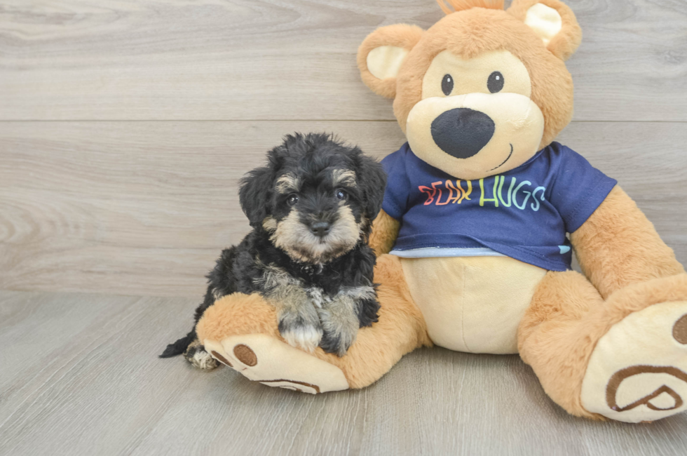 5 week old Mini Schnoodle Puppy For Sale - Simply Southern Pups