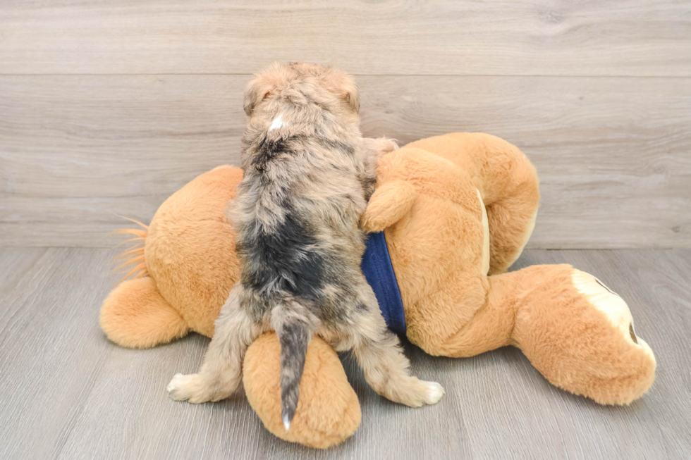 Cute Mini Schnoodle Poodle Mix Puppy
