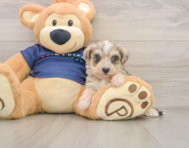 5 week old Mini Schnoodle Puppy For Sale - Simply Southern Pups