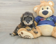 6 week old Mini Schnoodle Puppy For Sale - Simply Southern Pups