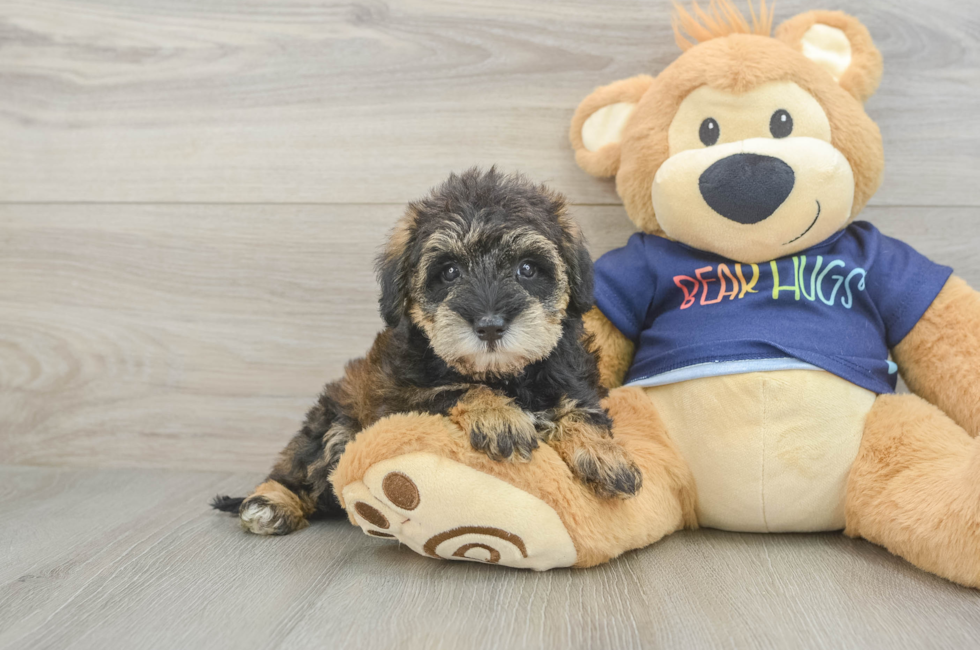 5 week old Mini Schnoodle Puppy For Sale - Simply Southern Pups