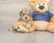 5 week old Mini Schnoodle Puppy For Sale - Simply Southern Pups