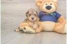 Mini Schnoodle Pup Being Cute