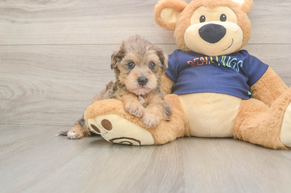 5 week old Mini Schnoodle Puppy For Sale - Simply Southern Pups