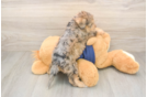 Cute Mini Schnoodle Poodle Mix Puppy