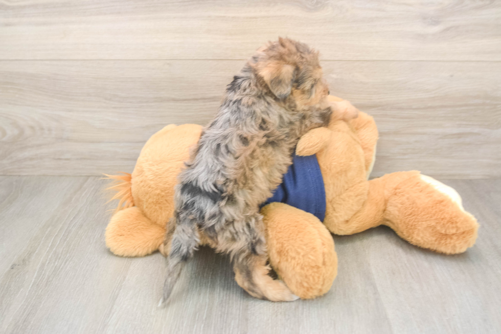 Cute Mini Schnoodle Poodle Mix Puppy