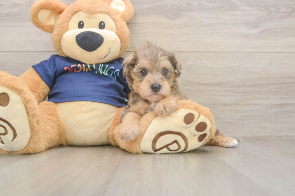 Mini Schnoodle Pup Being Cute